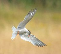 Angelrute in der Luft