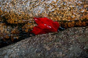 Feuille rouge