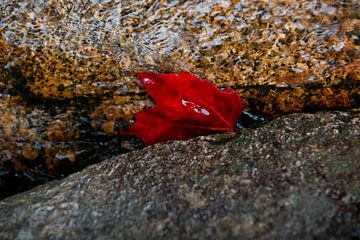 Rotes Blatt von Remke Spijkers