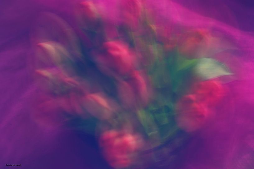 tulipes par Anita Verhaegh