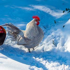 Kippen wandelen in de sneeuw van Simon van Nispen
