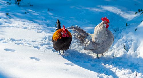 Poulets marchant dans la neige