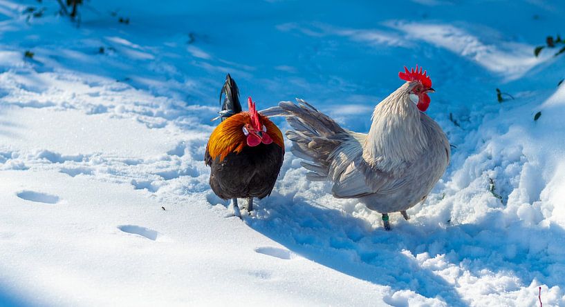 Kippen wandelen in de sneeuw van Simon van Nispen