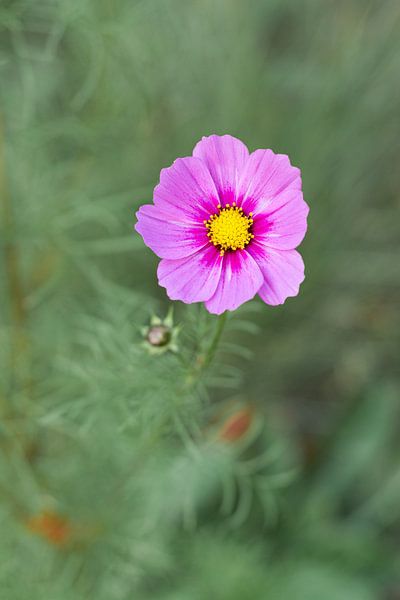 Bunte violett/rosa Feldblume auf ruhigem Hintergrund von Michel Geluk