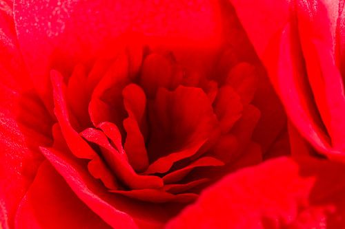 The color is red