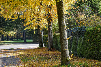 autumn tints