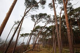 Baltic Sea beach by Thomas Jäger