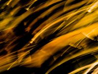 EVEIL DU PRINTEMPS # 51