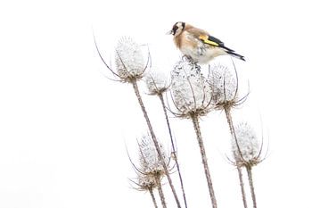 Putter op besneeuwde kaardenbol