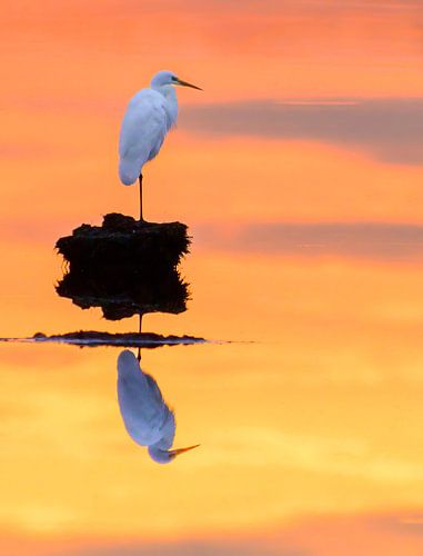 Grande aigrette dans un marais au coucher du soleil sur Sjoerd van der Wal Photographie