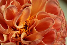 Gros plan sur un Dahlia