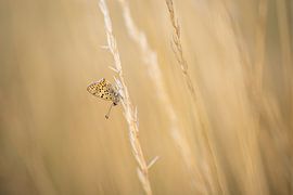 Bruine vuurvlinder van Karin Imming
