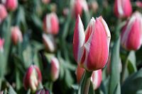 Red Tulips from Holland - 2015