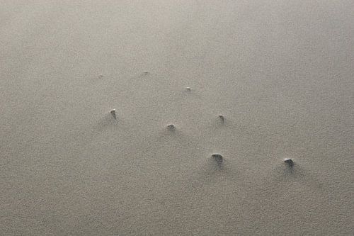 Schelpen in zandnevel