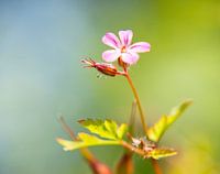 Garden love