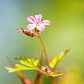 Garden love van Mario van Loon