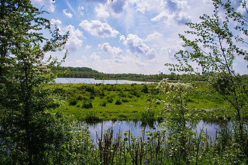 Schotse Hooglanders in de verte