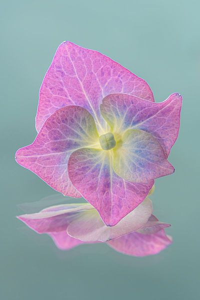Pink purple hydrangea petal with turquoise background by Marjolijn van den Berg