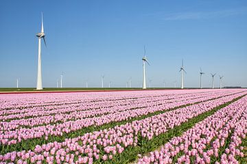 Tulipes sur Ad Jekel