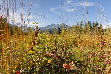 Moor im Herbst, Moorweiher bei Oberstdorf, dahinter das Fellhorn, 2037m, Allgäu von Walter G. Allgöwer