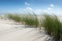 Amrum