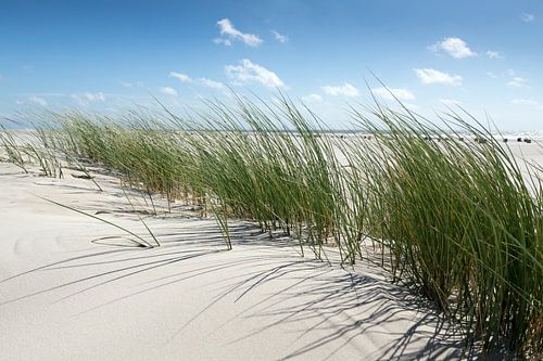Amrum