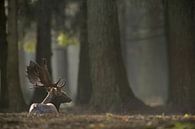 Damhirsch ( Dama dama ) ruht auf einer Lichtung im Wald von wunderbare Erde Miniaturansicht