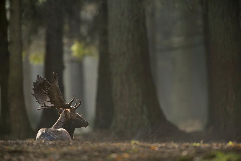 Damhirsch ( Dama dama ) ruht auf einer Lichtung im Wald von wunderbare Erde