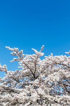 White Japanese cherry blossom trees in Amsterdam by WorldWidePhotoWeb