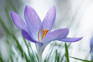 Krokus zwischen dem Gras