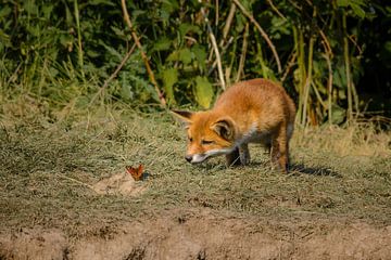 Youthful curiosity