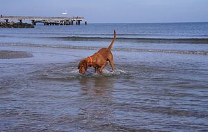 Wasserspiele an der Ostsee mit einem Magyar Vizsla.
