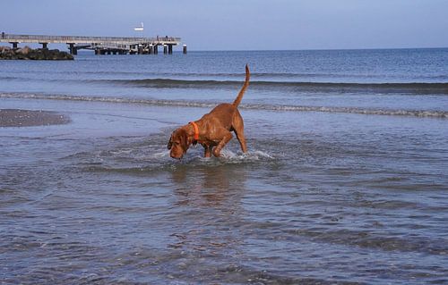 Waterspelletjes aan de Baltische Zee met een Magyar Vizsla.