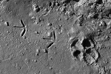 Dierensporen op de maan von Arno Photo