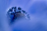 Blaue Anemone