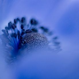 Blue anemone by Vliner Flowers