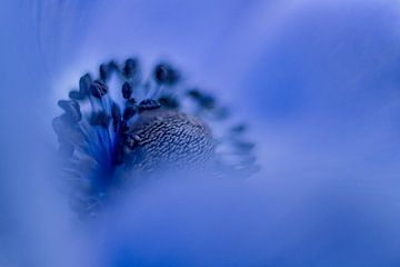 Blue anemone