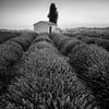 Feld mit Lavendel in Frankreich. Schwarzweiss Bild. von Manfred Voss, Schwarz-weiss Fotografie