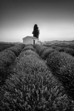 Veld met lavendel in Frankrijk. Zwart-wit beeld. van Manfred Voss, Schwarz-weiss Fotografie