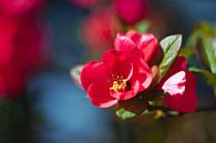 fleurige bloem, sierkweepeer van Steffi Hommel thumbnail
