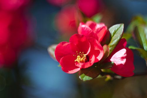 leuchtende Blüte, Zierquitte