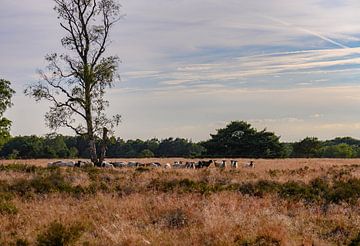 herd on the heath by Tania Perneel
