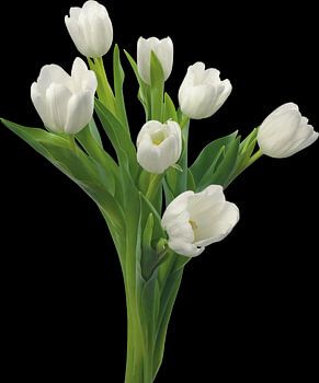 white tulips II