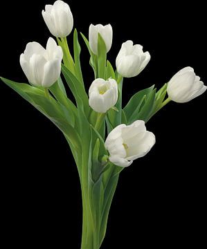 witte tulpen II van Dreamy Faces