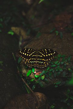 Papillon noir et jaune se reposant à l'ombre sur Ken Tempelers