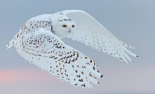 Sneeuwuil, Bubo scandiaca