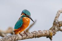 Kingfisher, King-Fisher