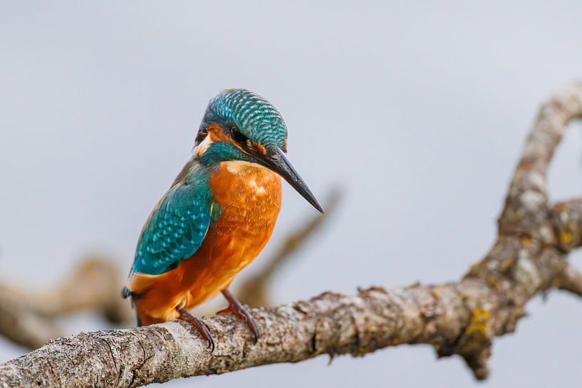 Kingfisher, King-Fisher by Marcel van de Vin