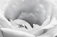 Slak op witte roos van Elianne van Turennout thumbnail