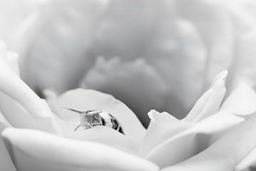 Snail on a white rose by Elianne van Turennout